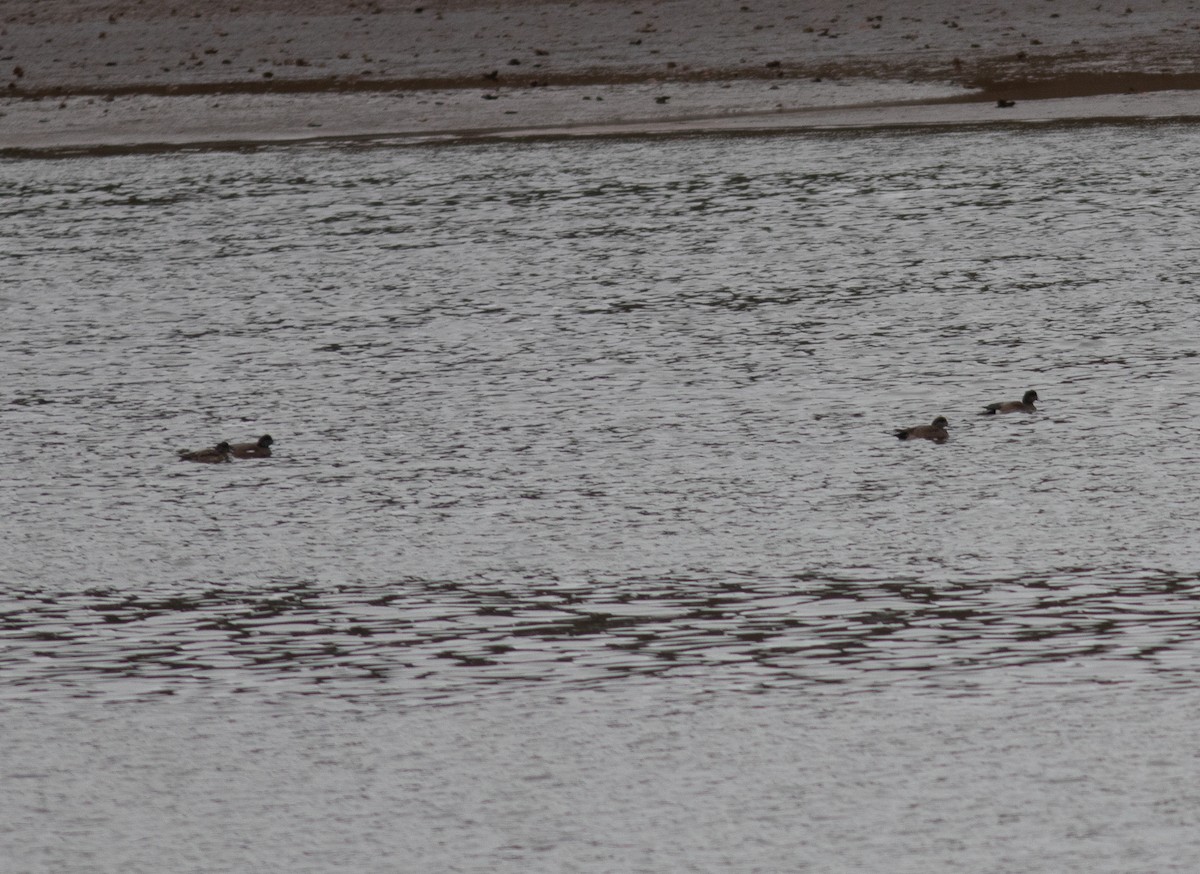 American Wigeon - ML614269020