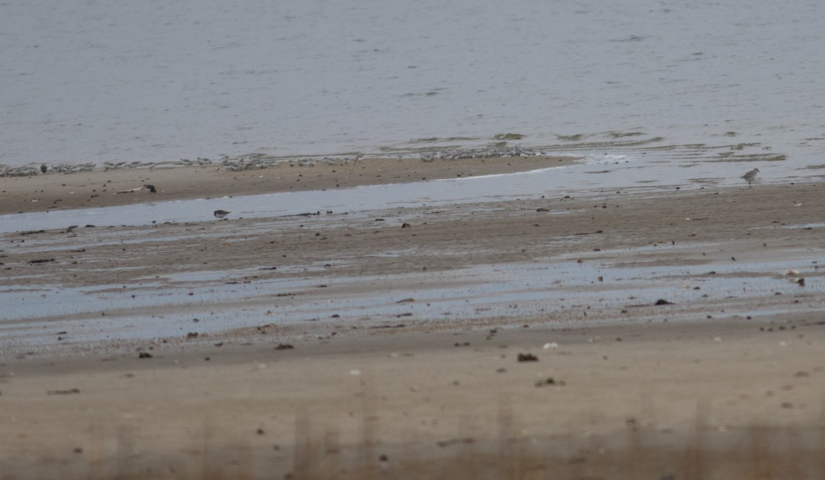 Black-bellied Plover - benny albro