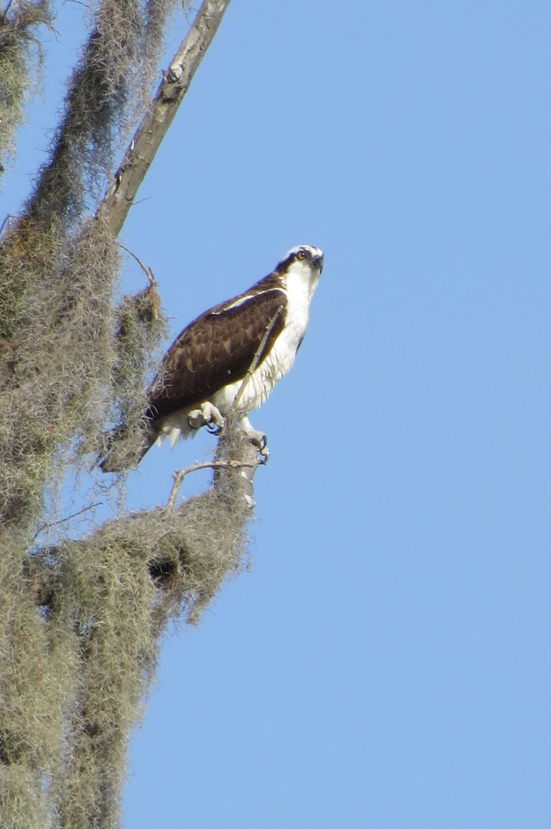 Osprey - Eric Haskell