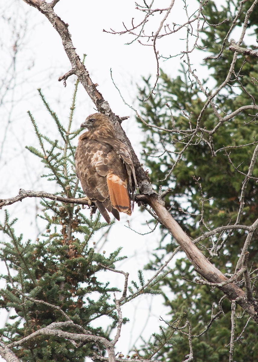 Rotschwanzbussard - ML614269100