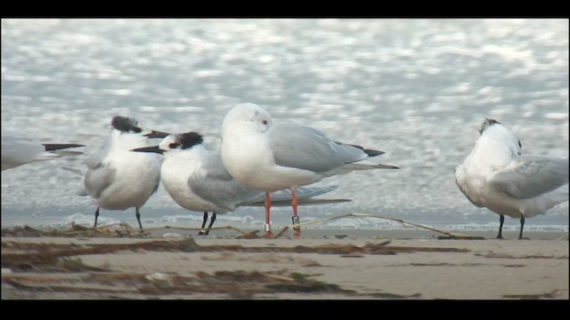 Sandwich Tern - ML614269114