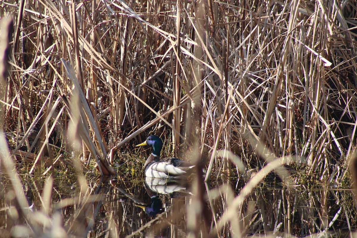 Stockente - ML614269161