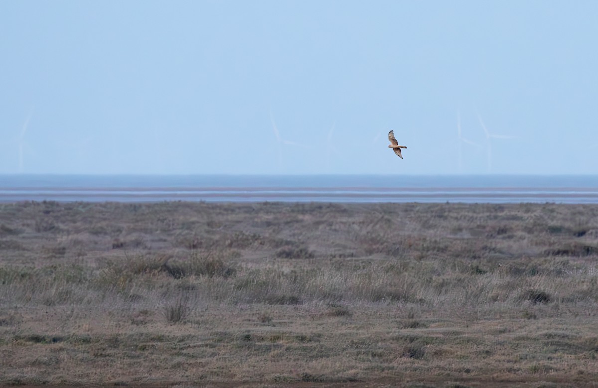 Hen Harrier - Jonathan Farooqi