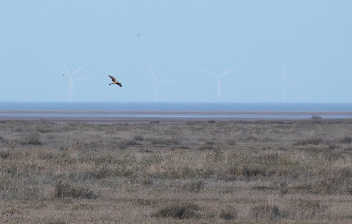 Pallid Harrier - ML614269177