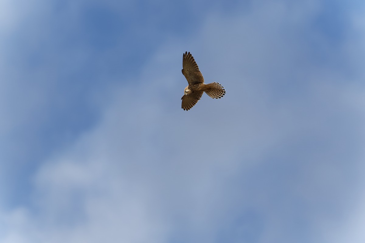 Eurasian Kestrel - ML614269180