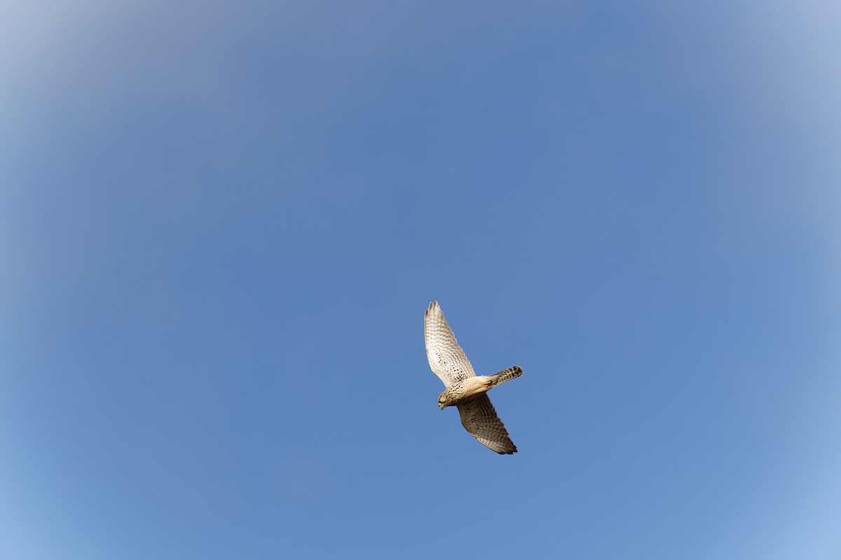 Eurasian Kestrel - ML614269181