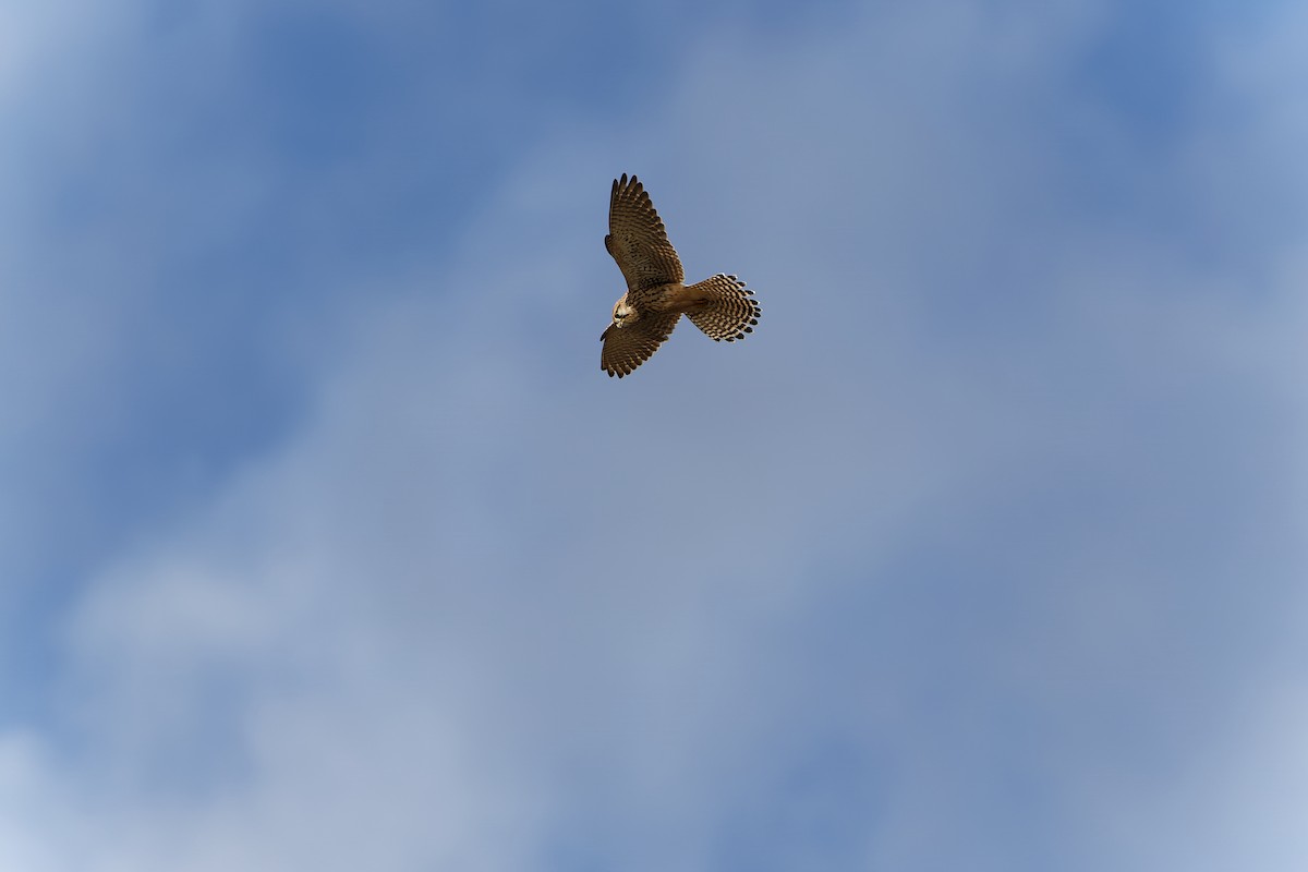 Eurasian Kestrel - ML614269182