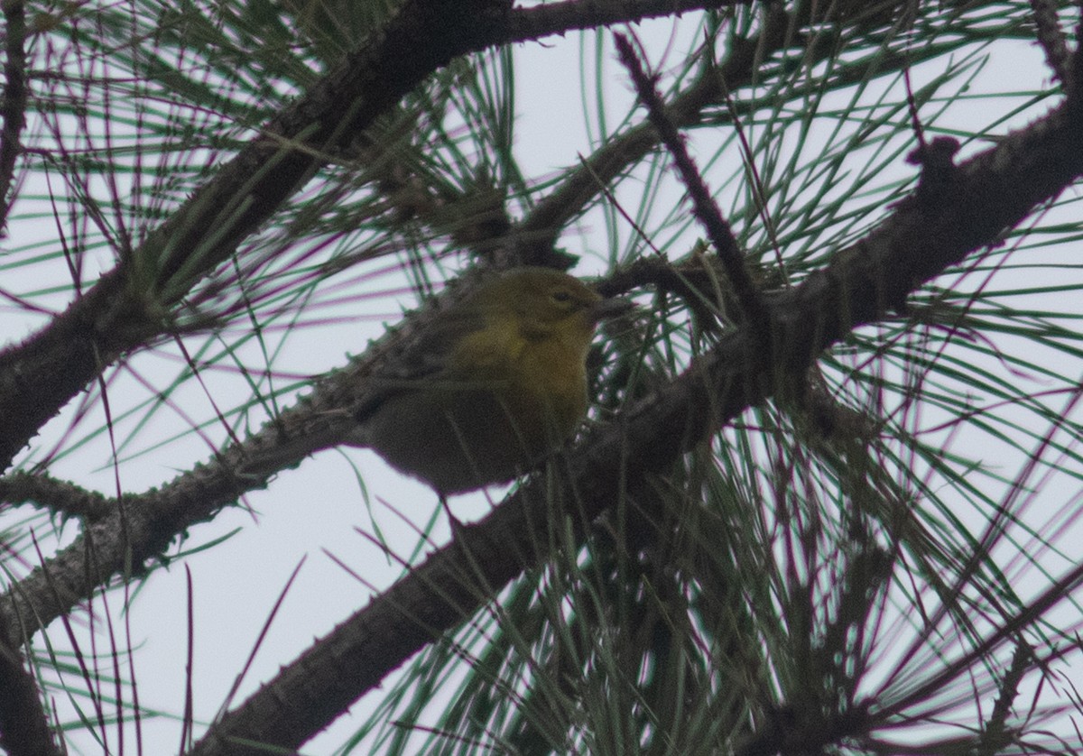 Pine Warbler - ML614269183