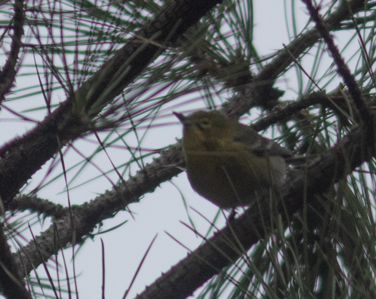 Pine Warbler - ML614269184