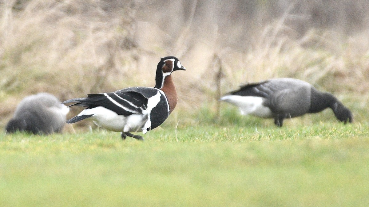 Red-breasted Goose - Simon Kiesé