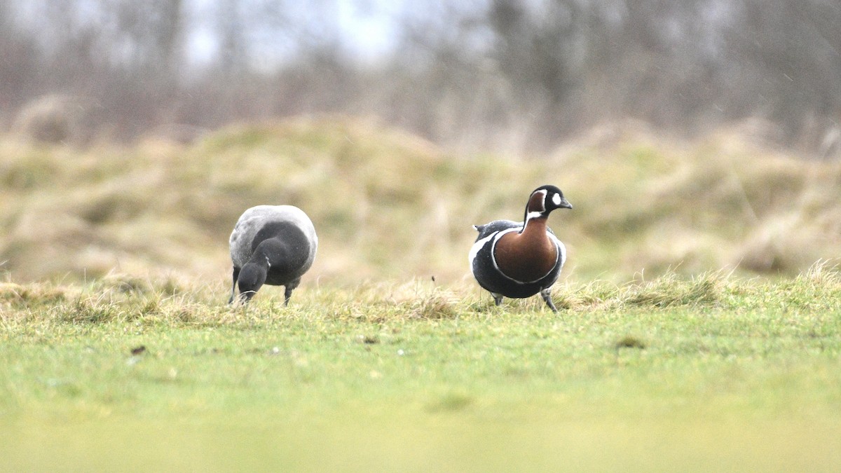 Red-breasted Goose - ML614269238