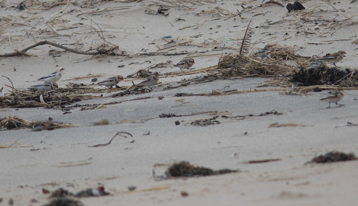 Snow Bunting - ML614269255