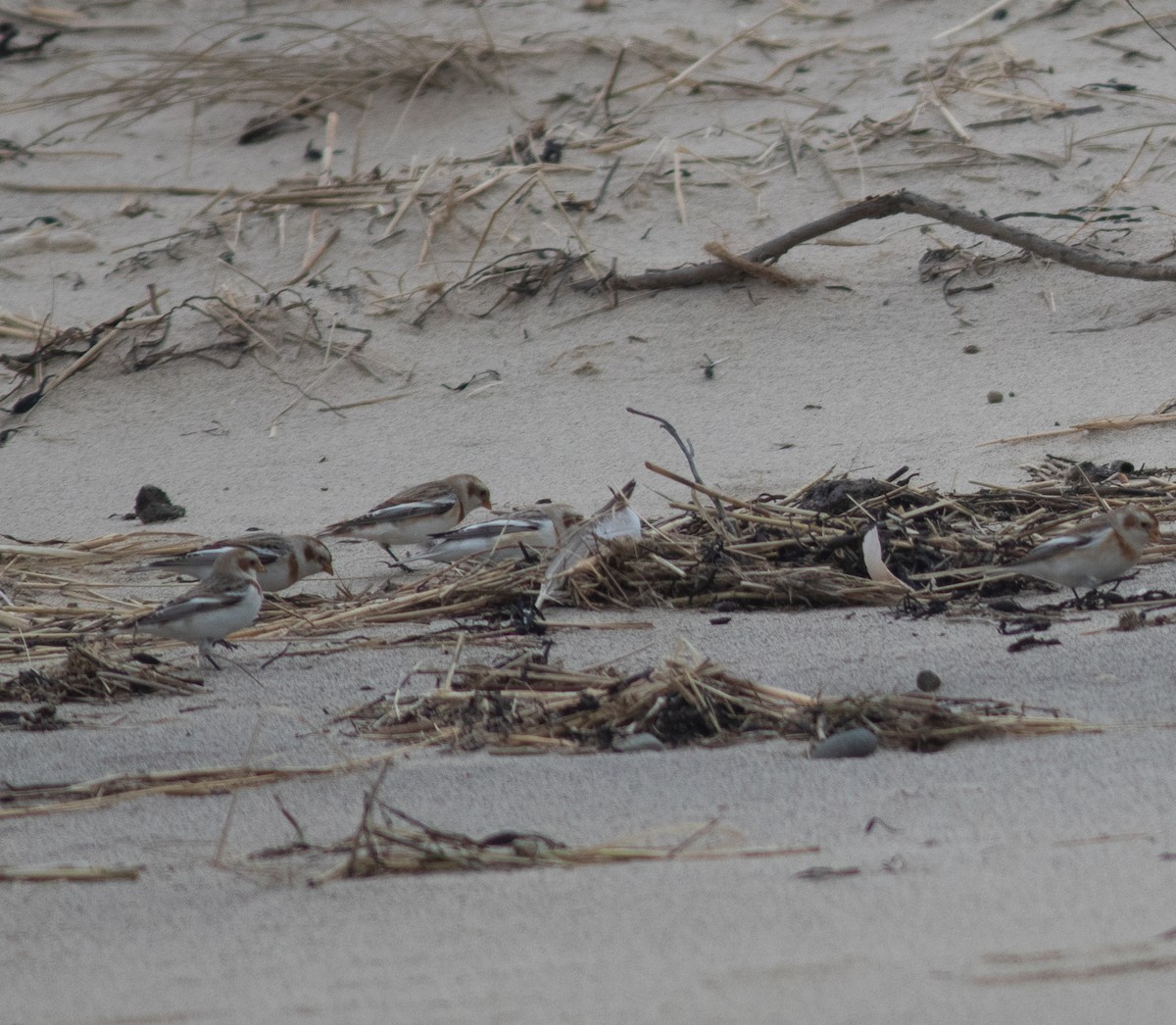 Snow Bunting - ML614269256