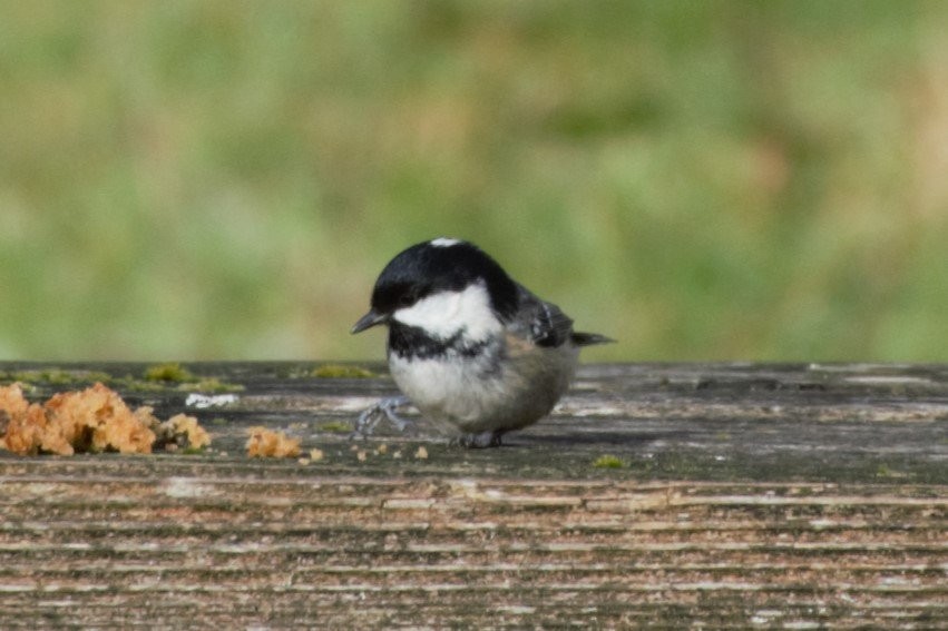 Coal Tit - ML614269320