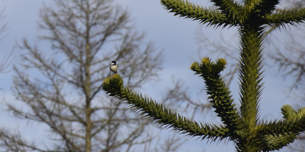 Coal Tit - ML614269321