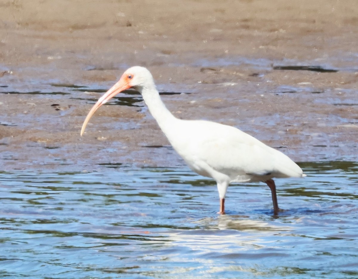 Ibis blanc - ML614269324