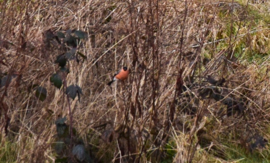 Eurasian Bullfinch - ML614269335