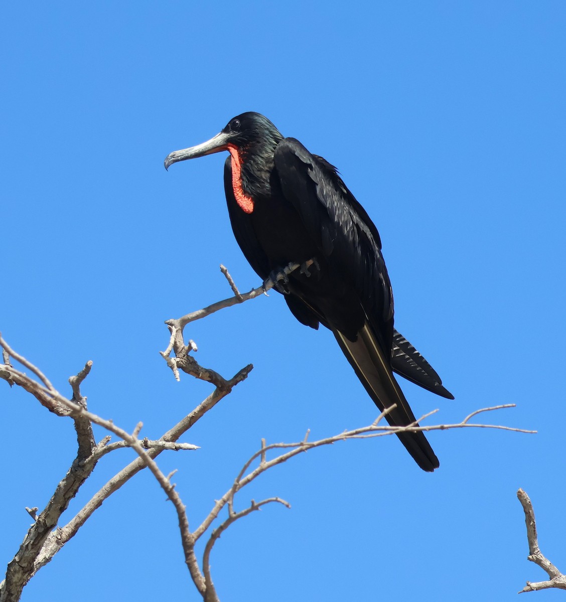 Magnificent Frigatebird - ML614269377