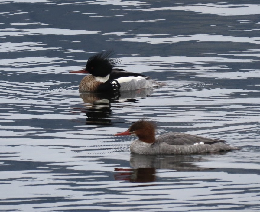 Common Merganser - Enrico Leonardi