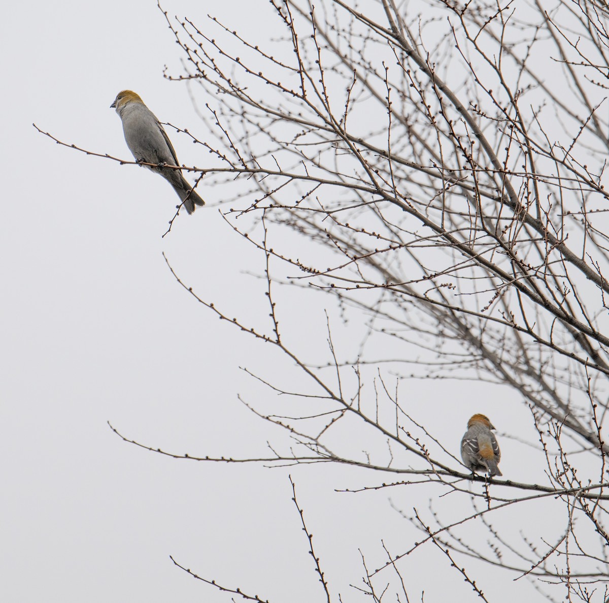 Pine Grosbeak - Terry Rich