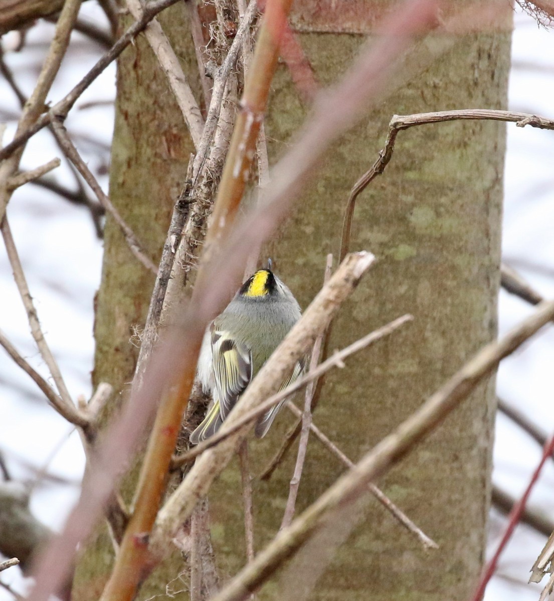 Golden-crowned Kinglet - ML614269644