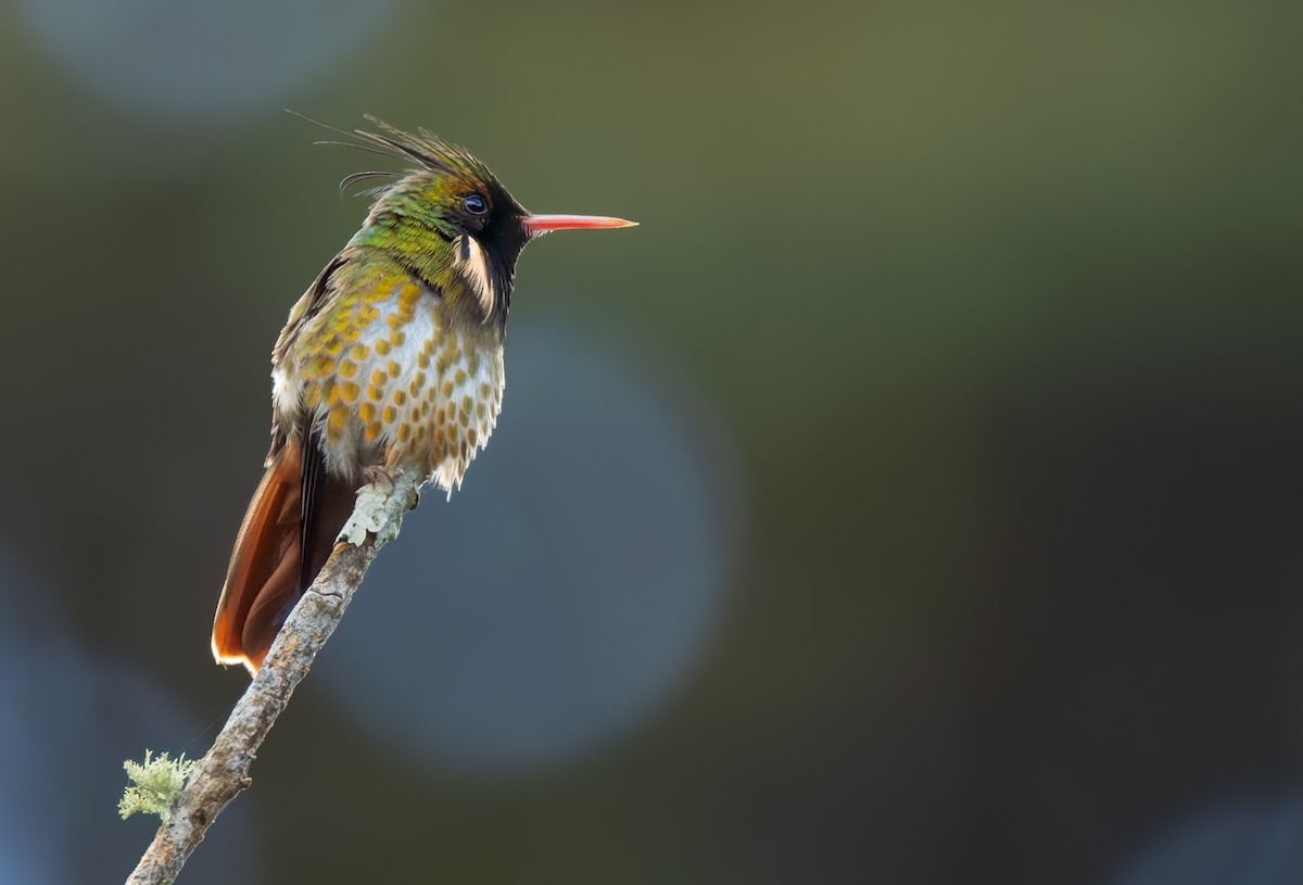 Black-crested Coquette - ML614269646