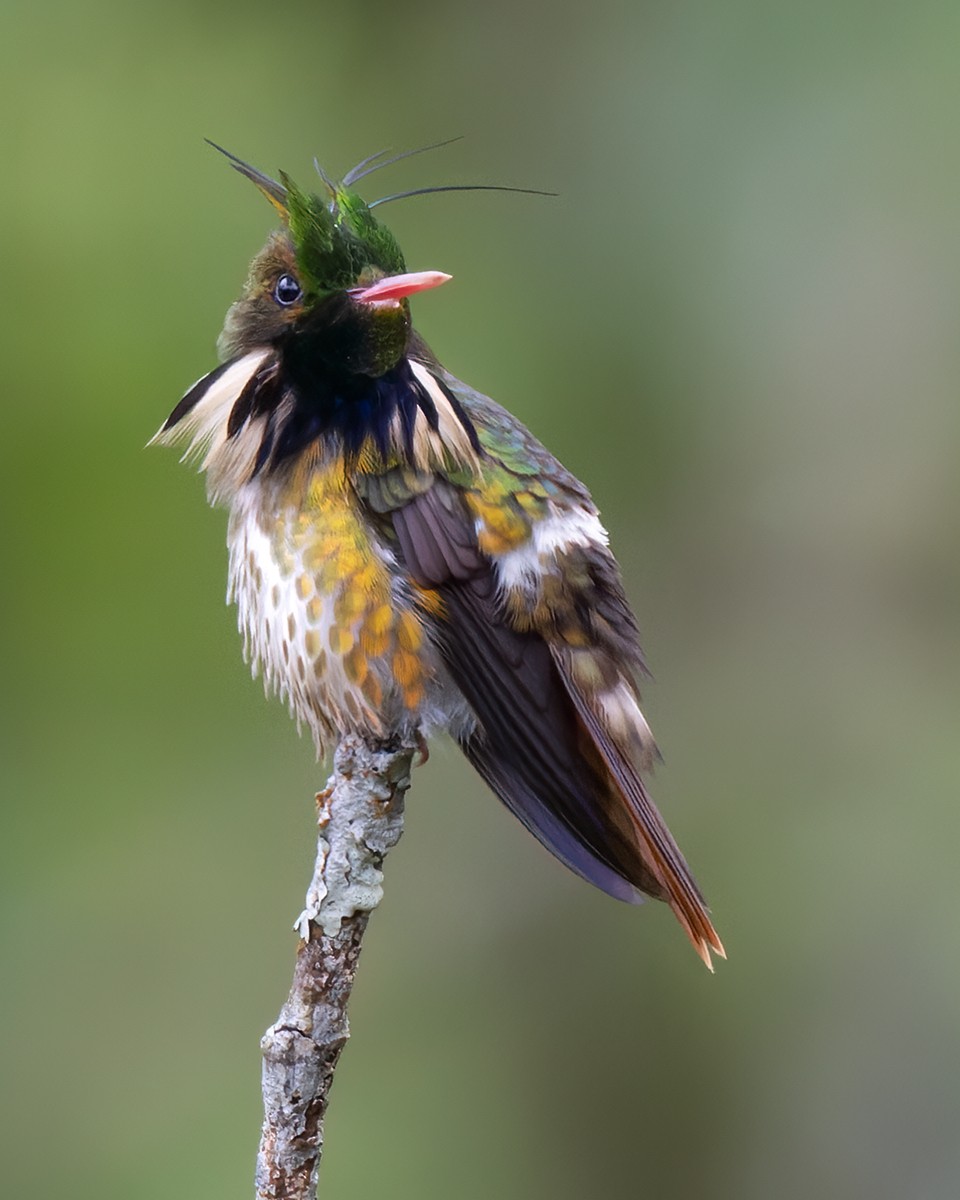 Black-crested Coquette - ML614269647