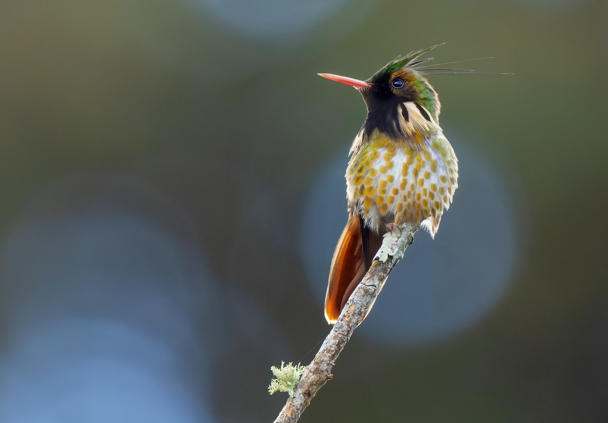 Black-crested Coquette - ML614269649