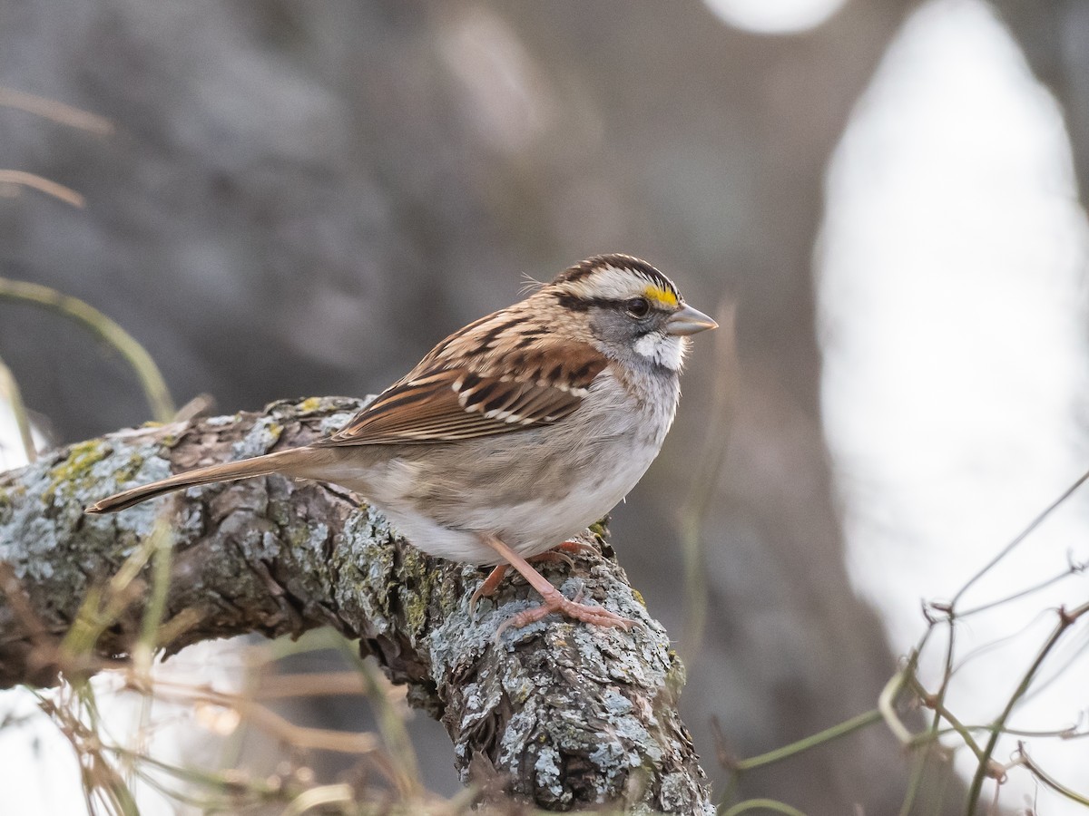 White-throated Sparrow - ML614269662
