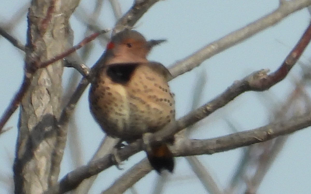 Northern Flicker - Brent Daggett