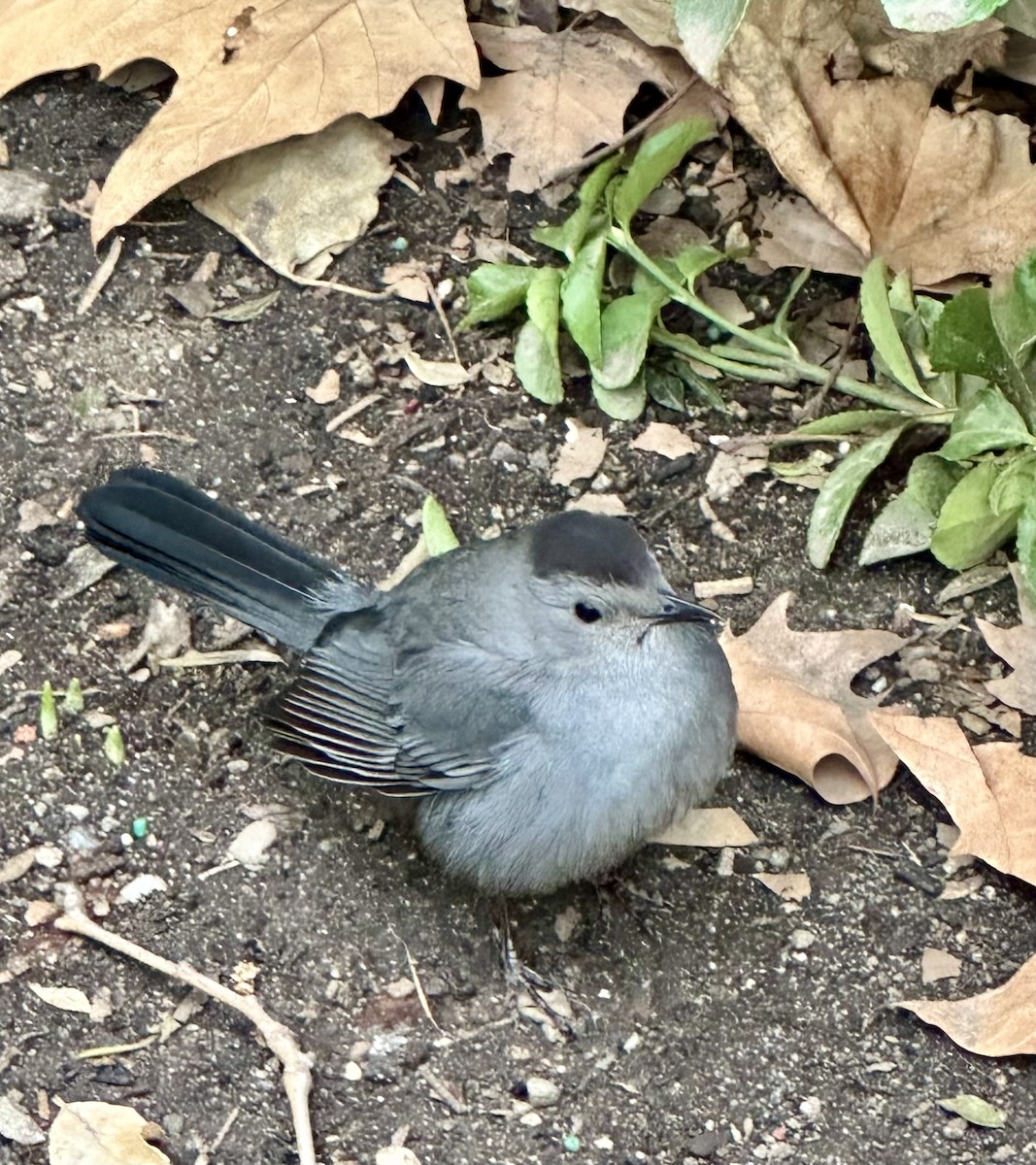 Pájaro Gato Gris - ML614269676