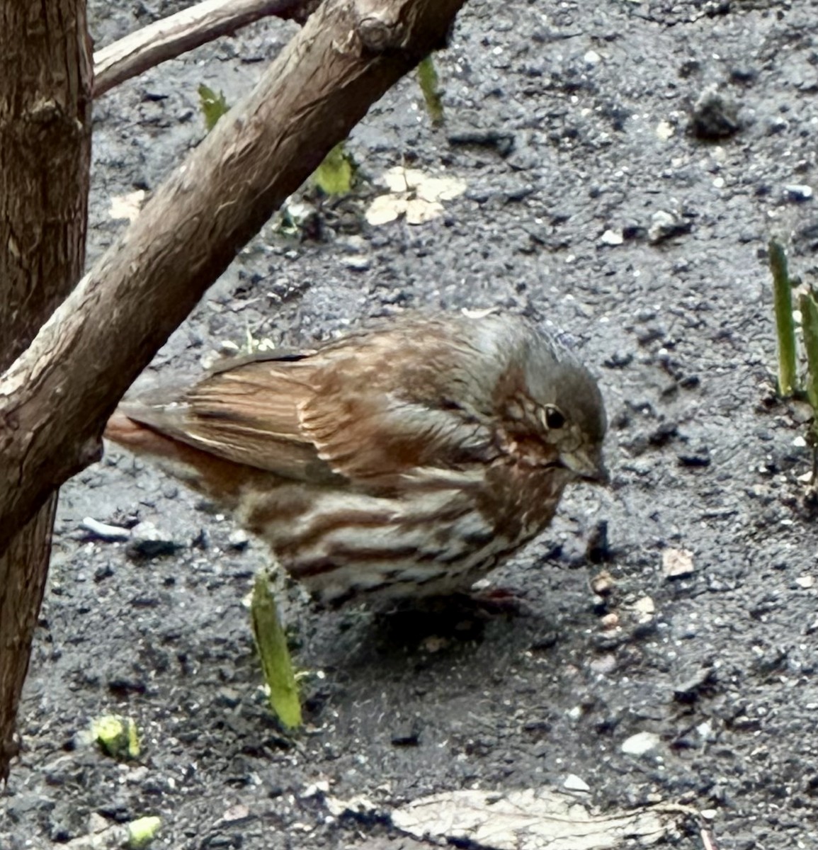 Fox Sparrow - ML614269692