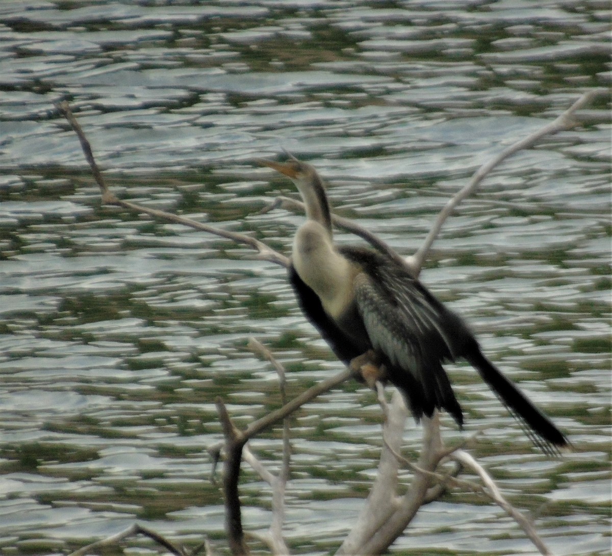 anhinga americká - ML614269736