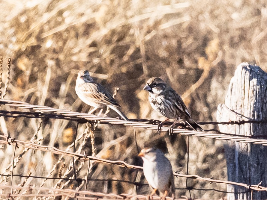 Lark Bunting - ML614269793