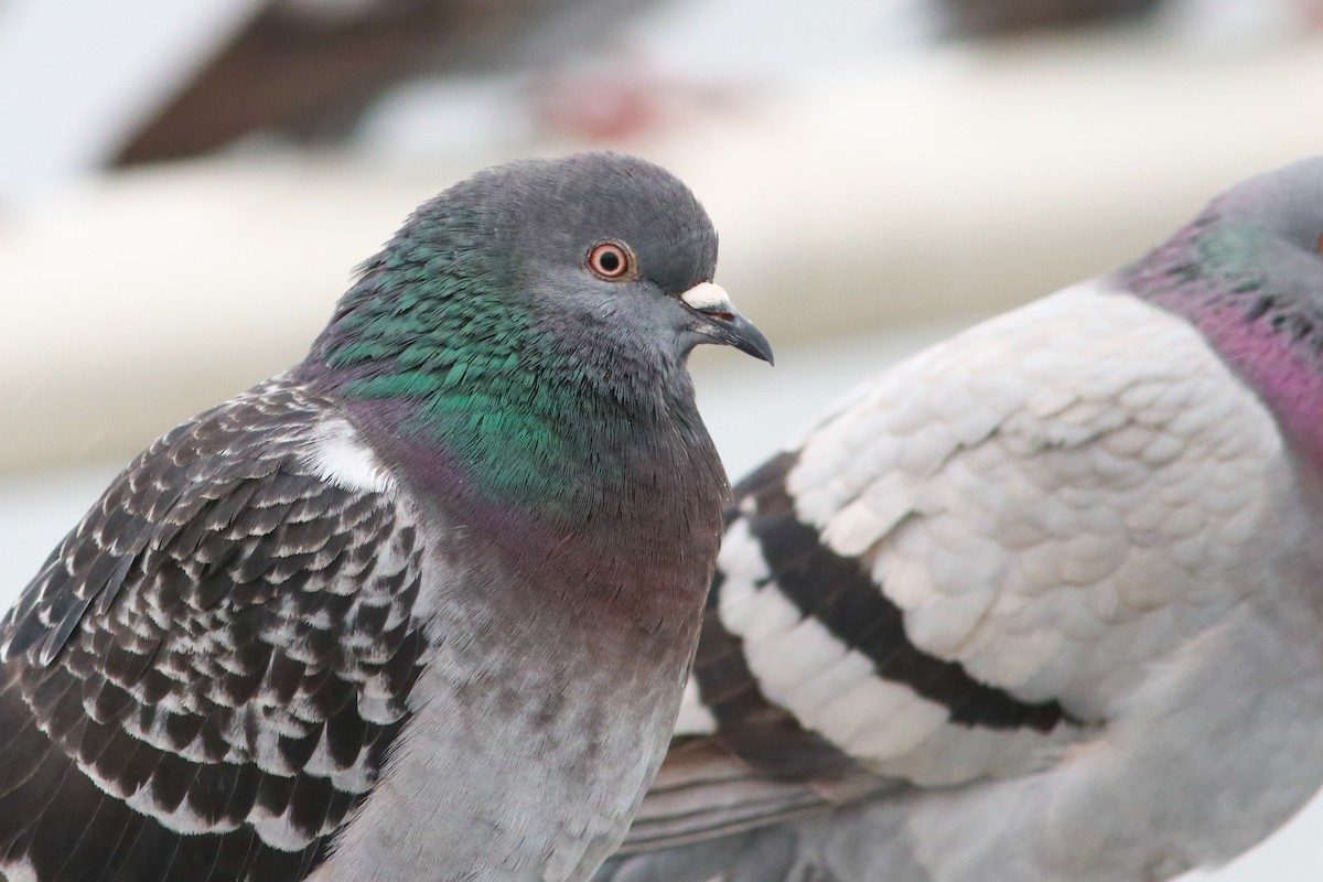 Pigeon biset (forme domestique) - ML614269824