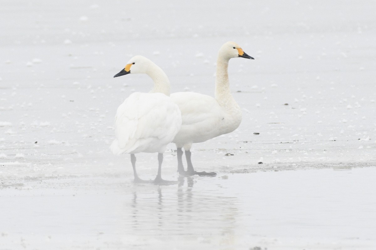 Tundra Swan - ML614269827