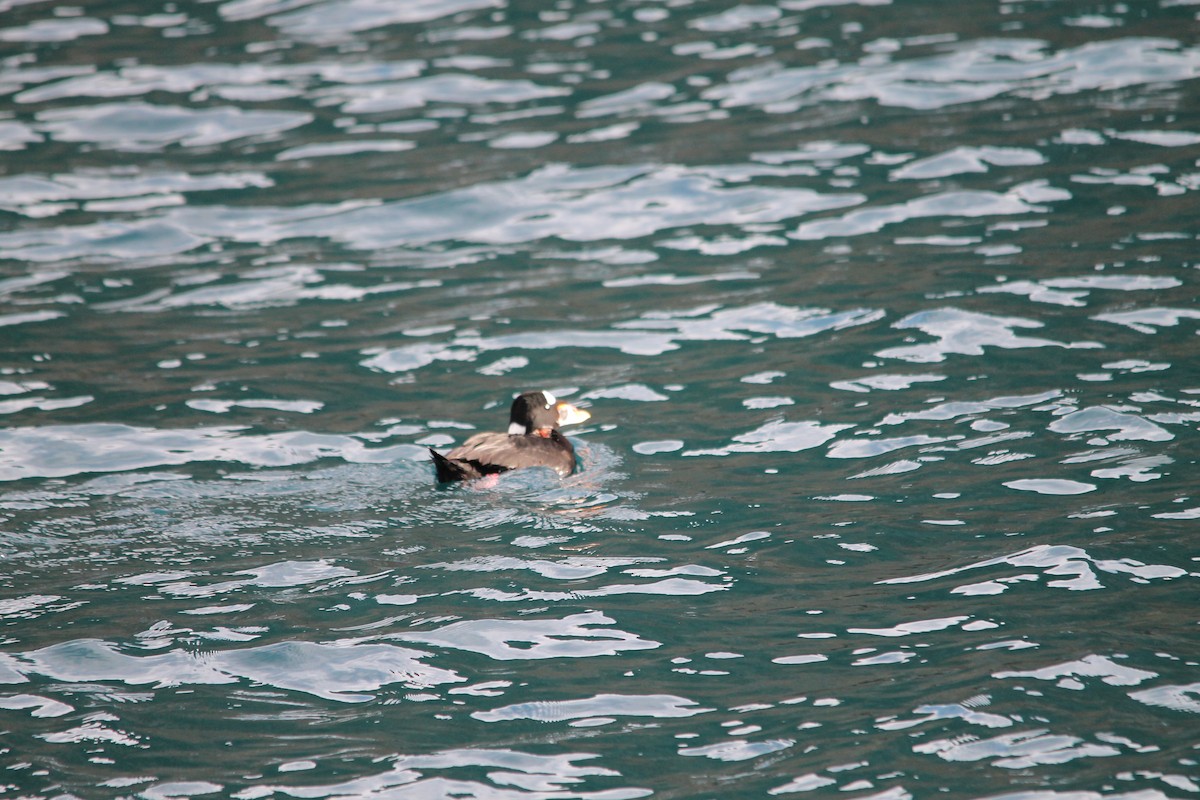 Surf Scoter - ML614269920