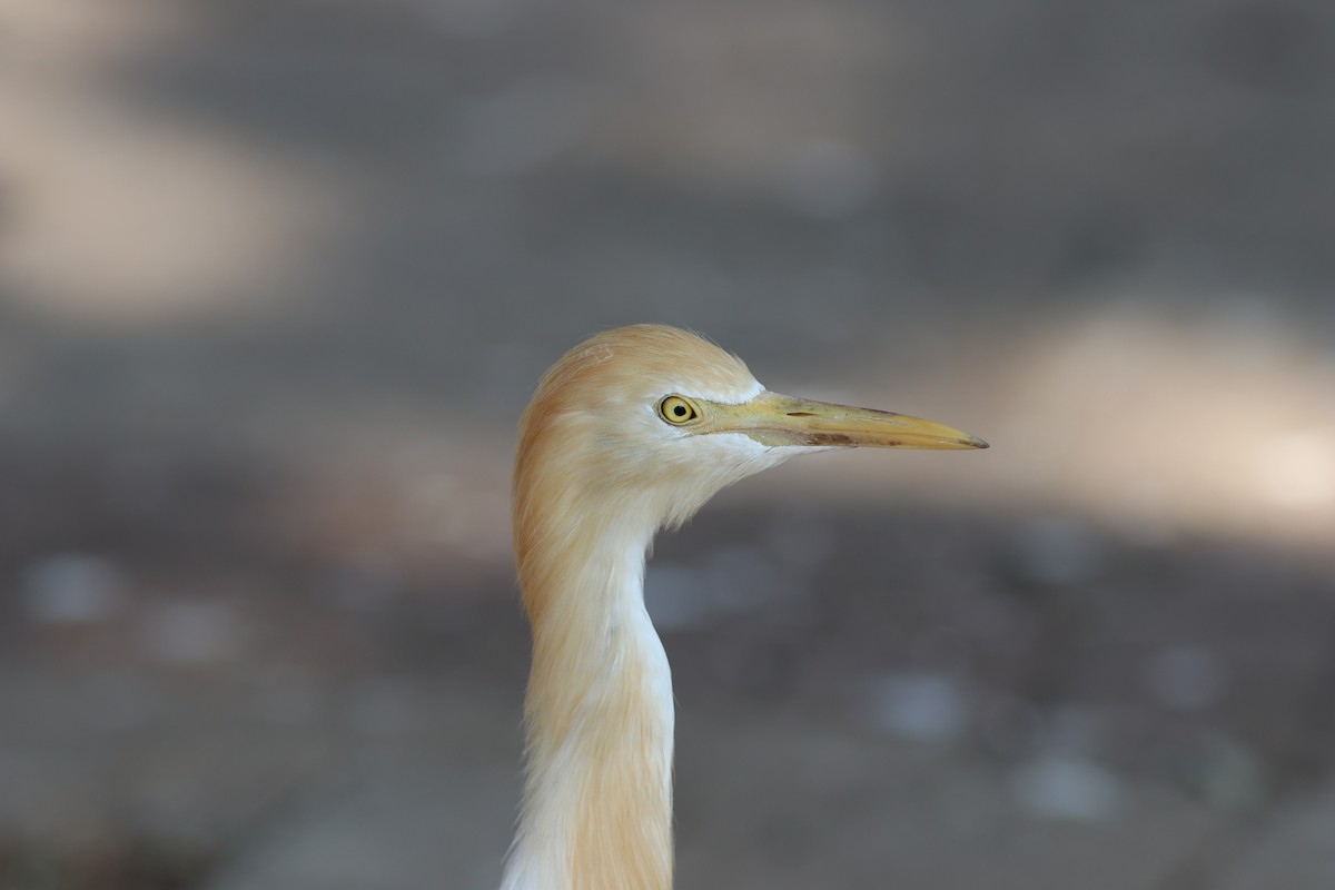 Eastern Cattle Egret - ML614269945