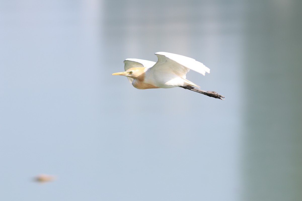 Eastern Cattle Egret - ML614269948