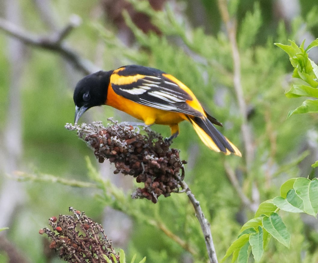 Baltimore Oriole - ML614269974