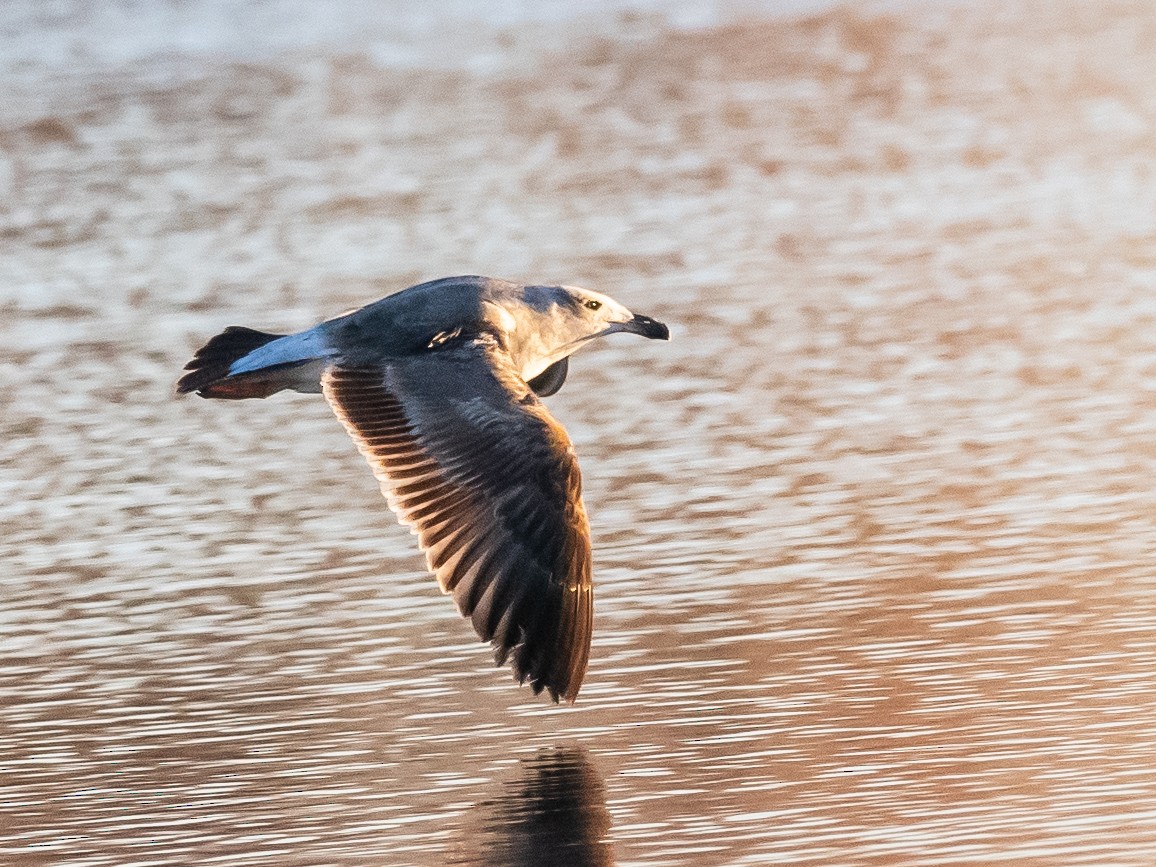 Yellow-footed Gull - ML614270012