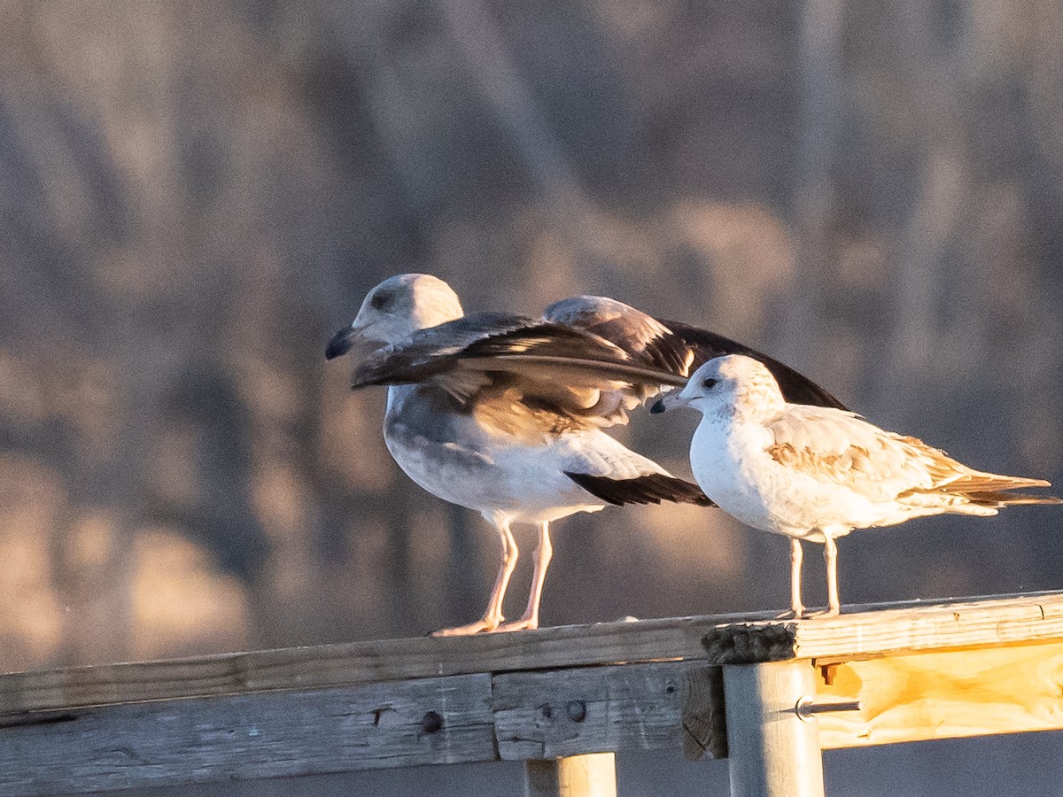 Yellow-footed Gull - ML614270013