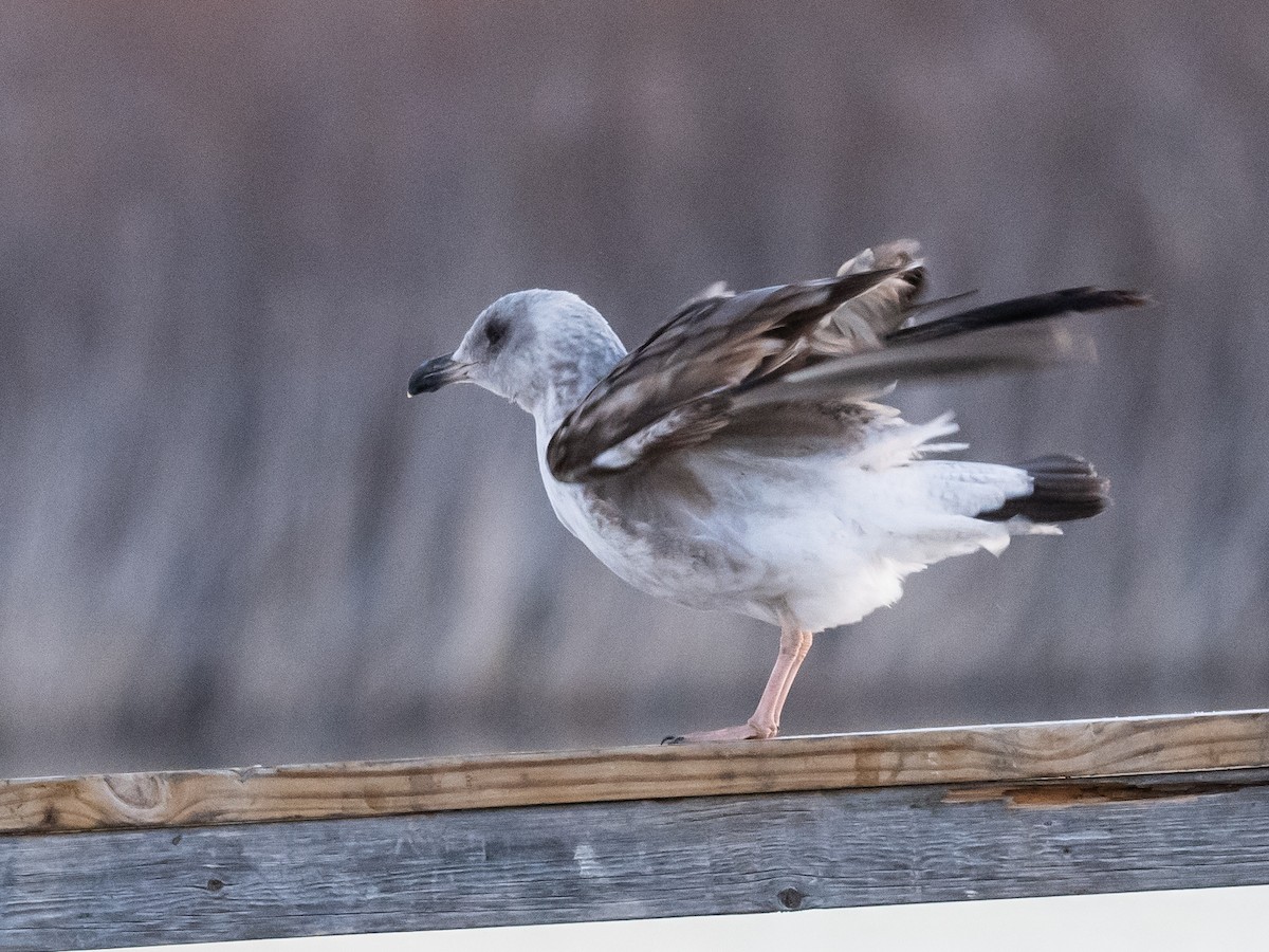 Yellow-footed Gull - ML614270014