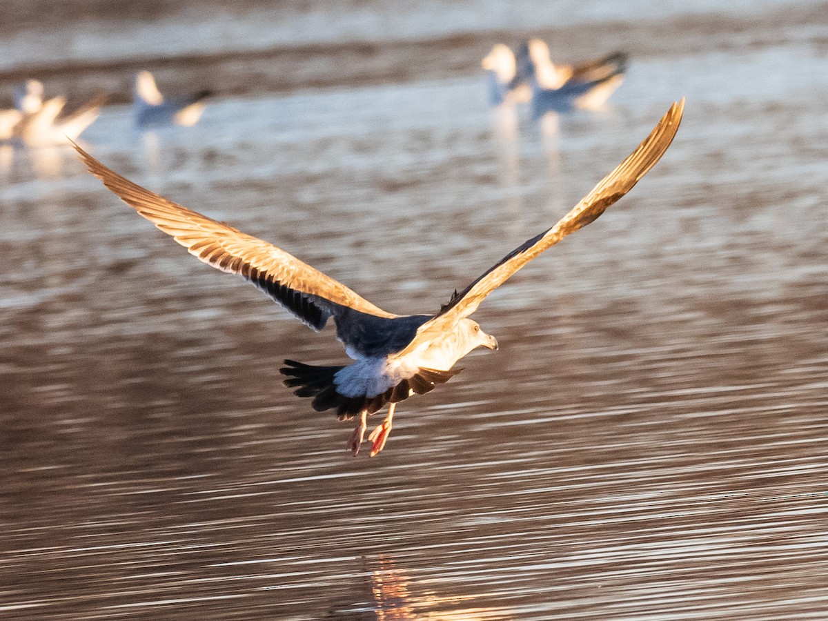 Yellow-footed Gull - ML614270016