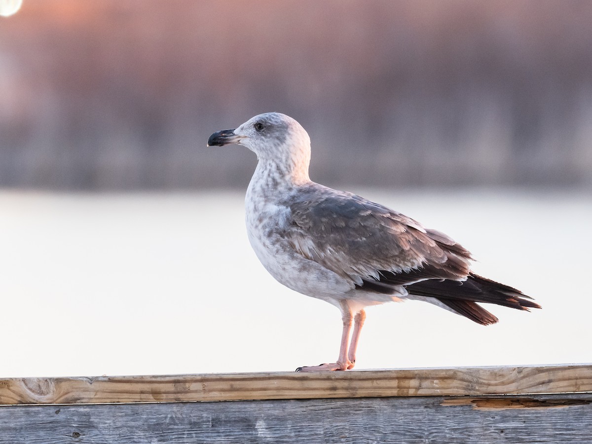 Yellow-footed Gull - ML614270017