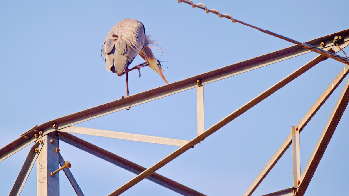 Great Blue Heron - Paul LaFrance