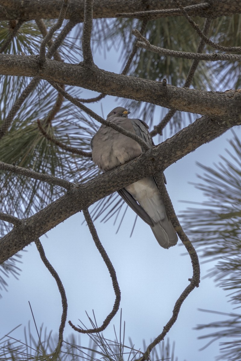 Band-tailed Pigeon - ML614270229