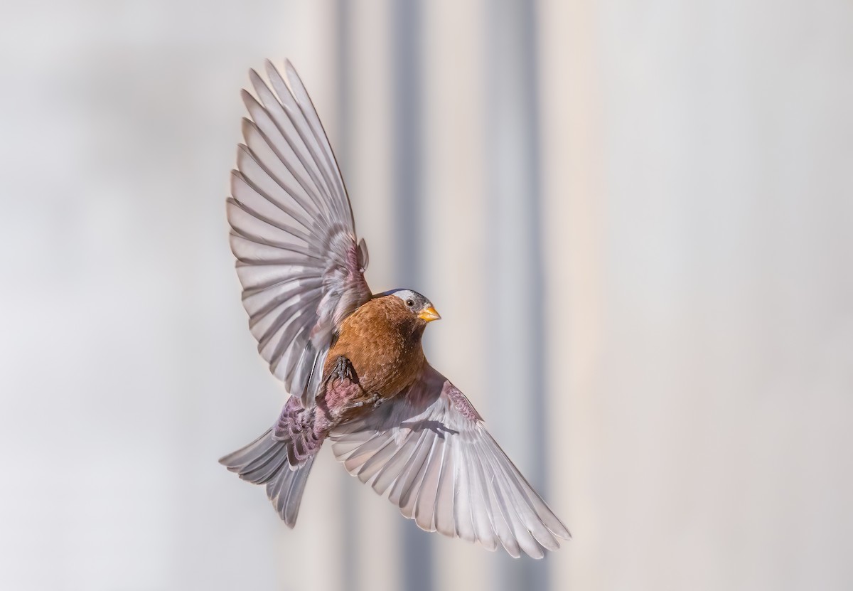 grånakkefjellfink - ML614270293