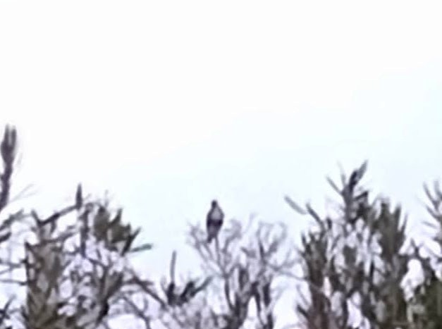 Red-tailed Hawk - ML614270320