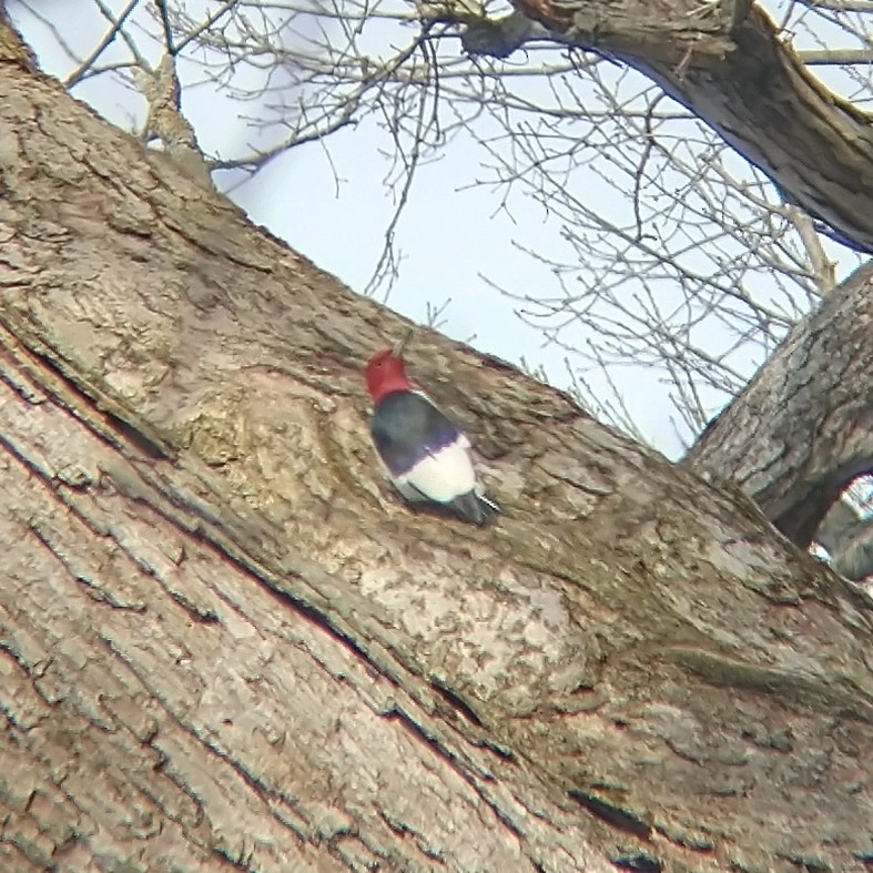 Red-headed Woodpecker - ML614270395